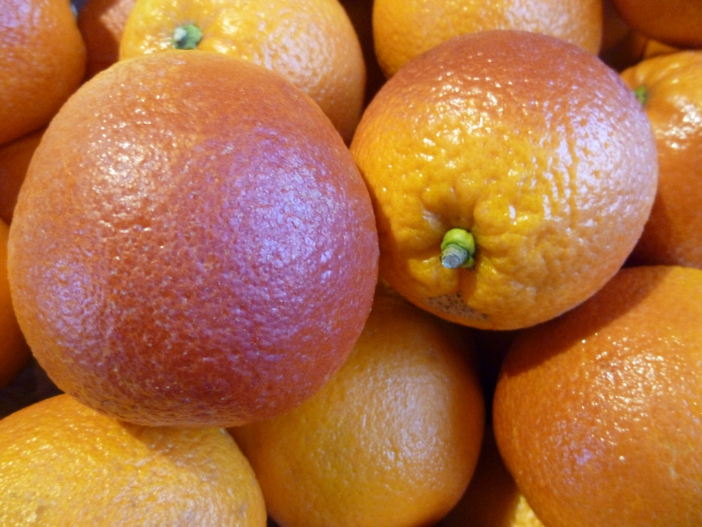 La maltaise de Tunisie, reine des oranges, est arrivée ce matin